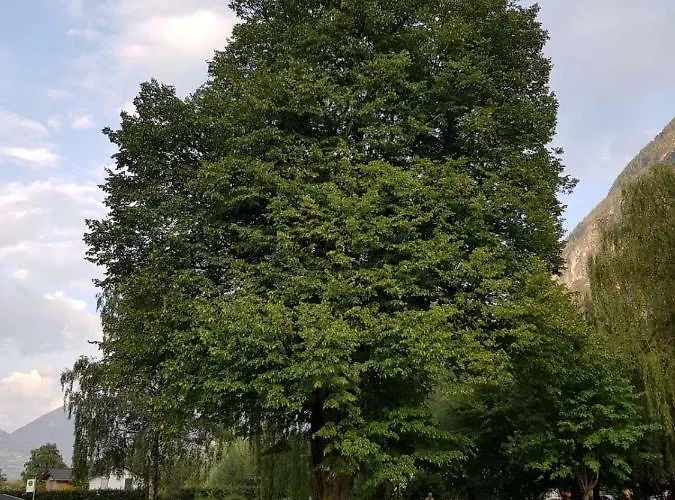 בית אירוח Bundschuh *